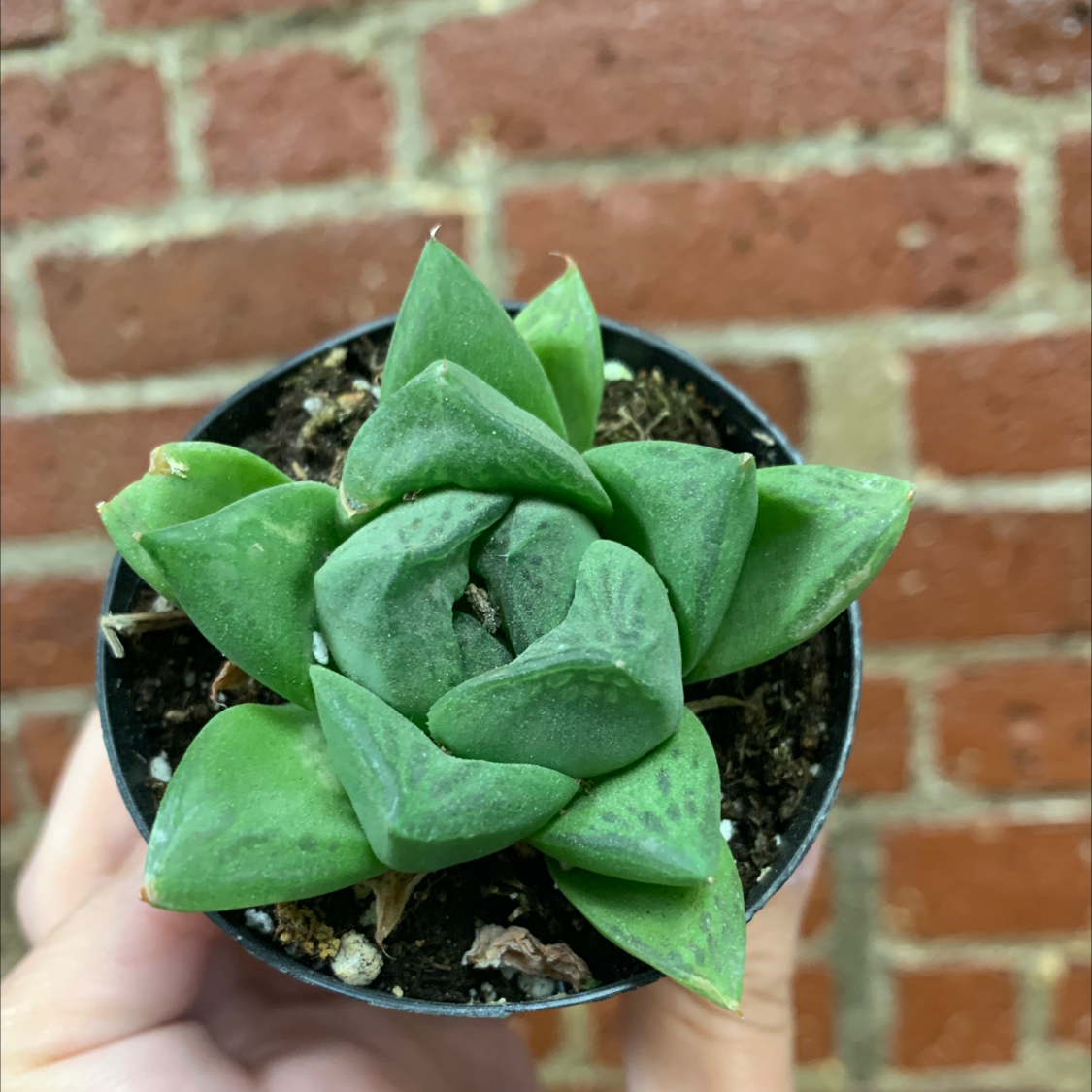 Cathedral Window Haworthia succulent in a pot held by a hand against a brick wall.