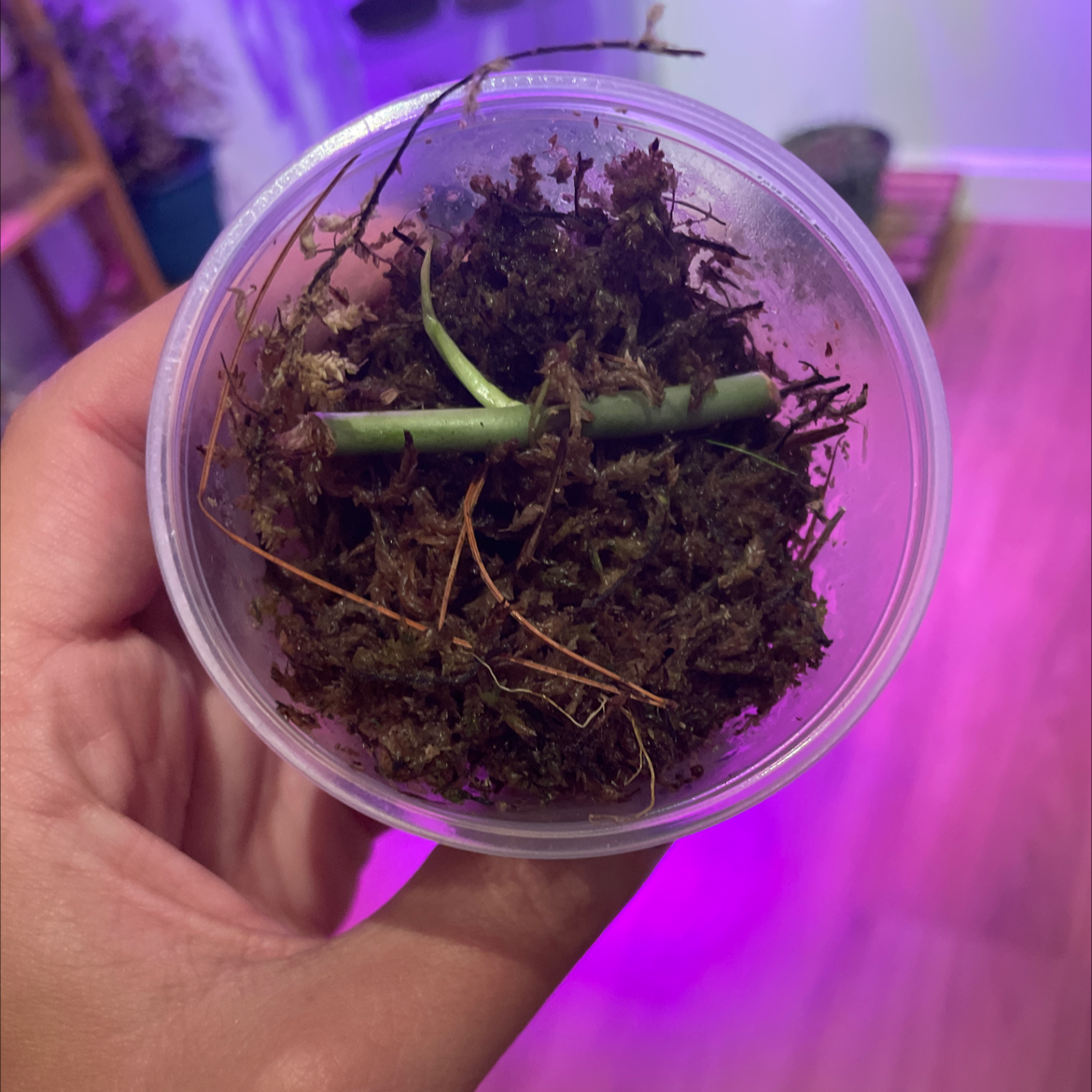 Black Gold Philodendron cutting in a clear plastic container with moss, held by a hand.