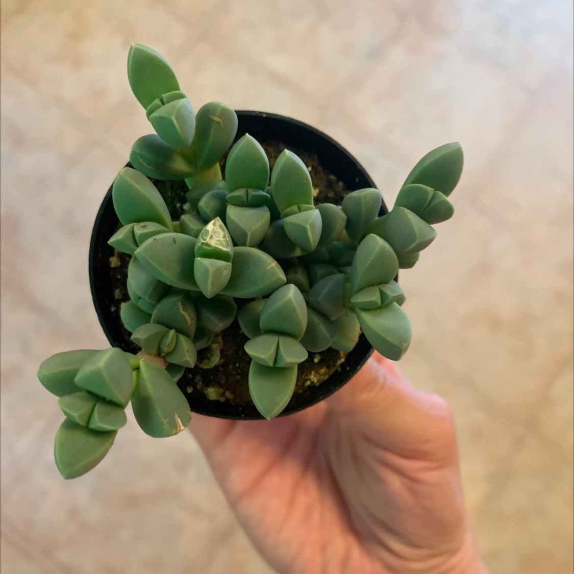 Photo of the plant species Beads Lampranthus by @DsPlants named Porygon on Greg, the plant care app