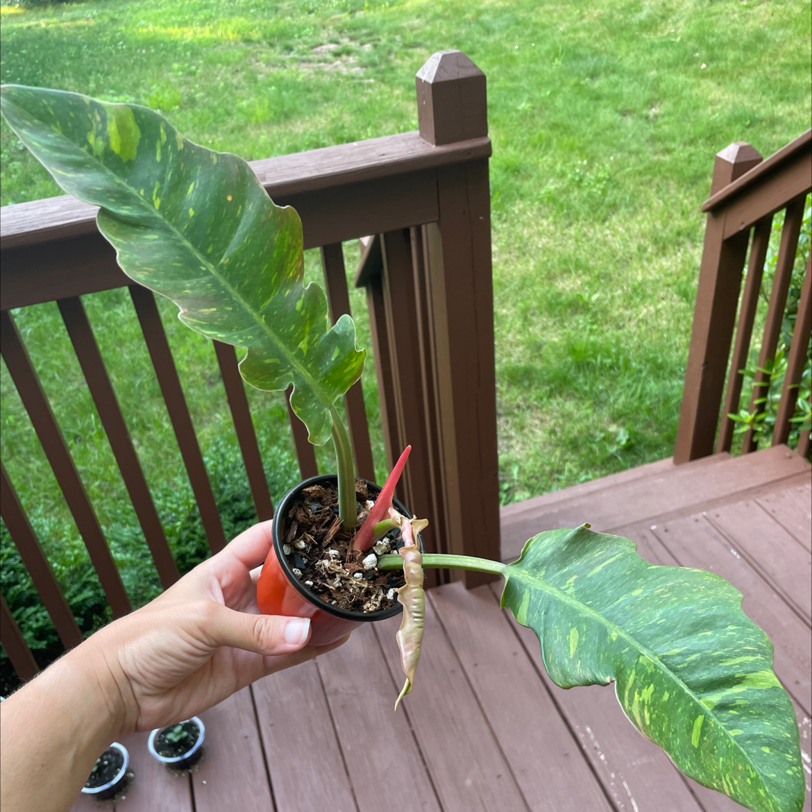 Philodendron 'Ring of Fire' plant with variegated leaves, held by a hand, in a small pot.
