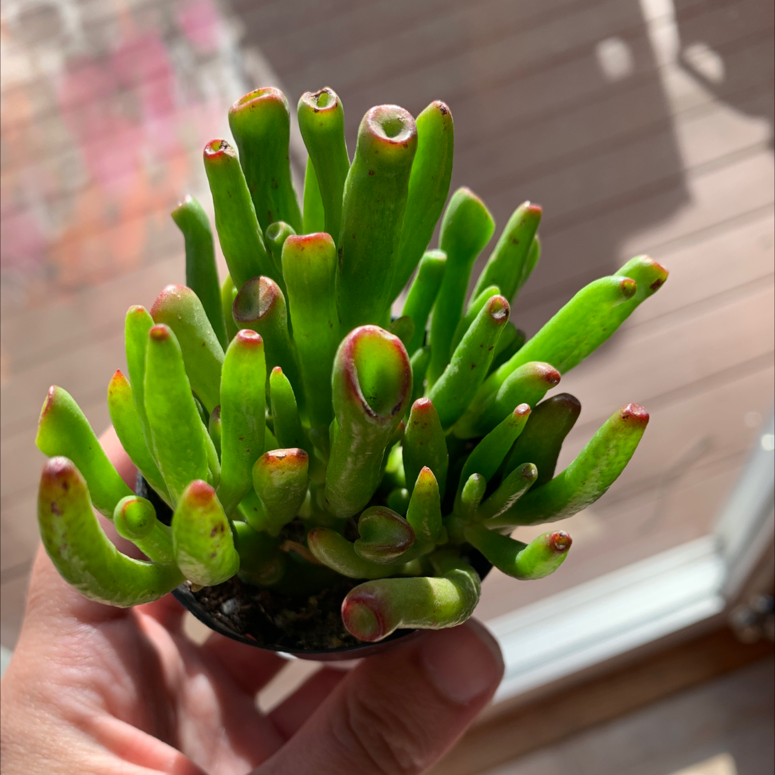 Photo of the plant species Finger Jade by @DsPlants named Shrek on Greg, the plant care app
