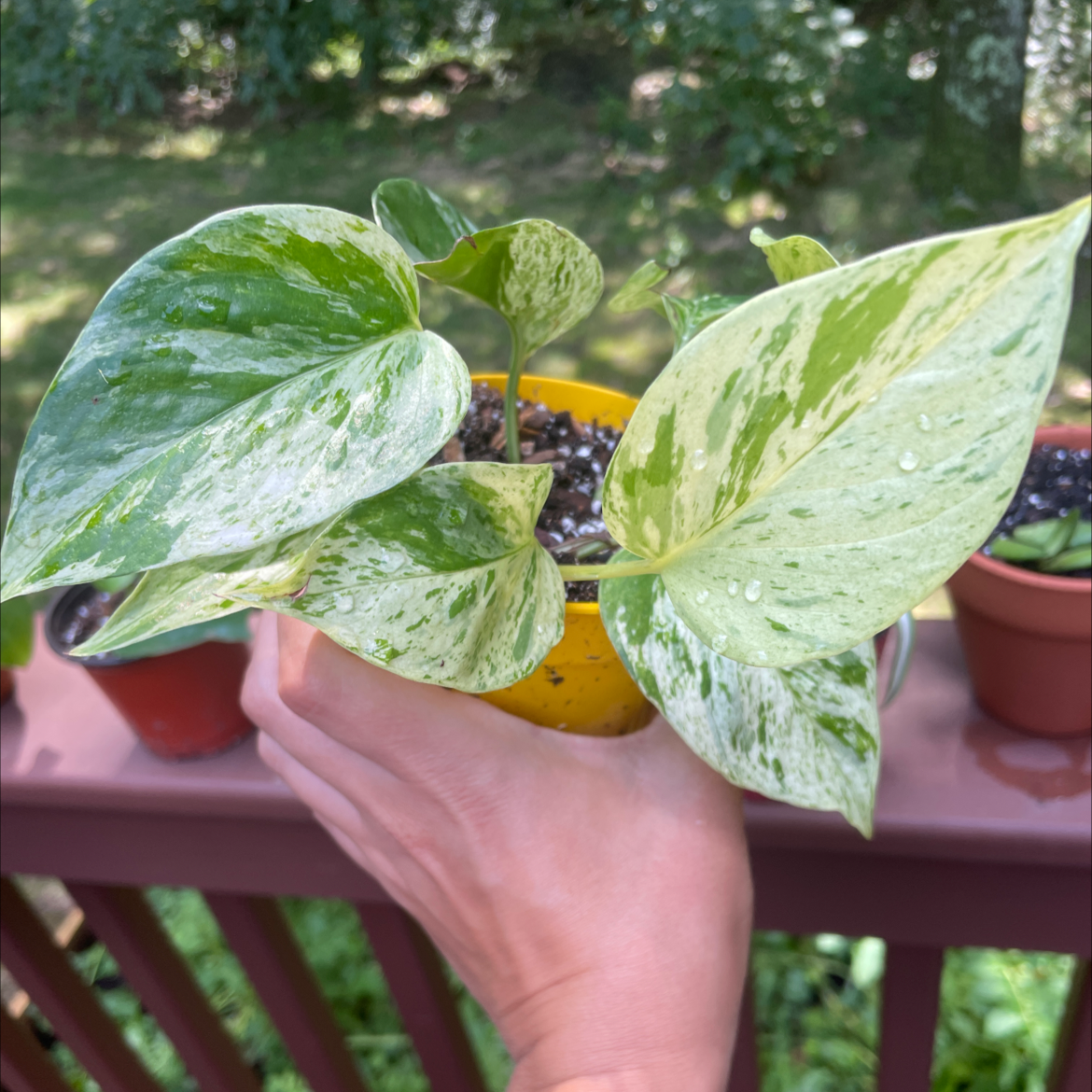 Snow Queen Pothos plant with variegated leaves held by a hand, soil visible.