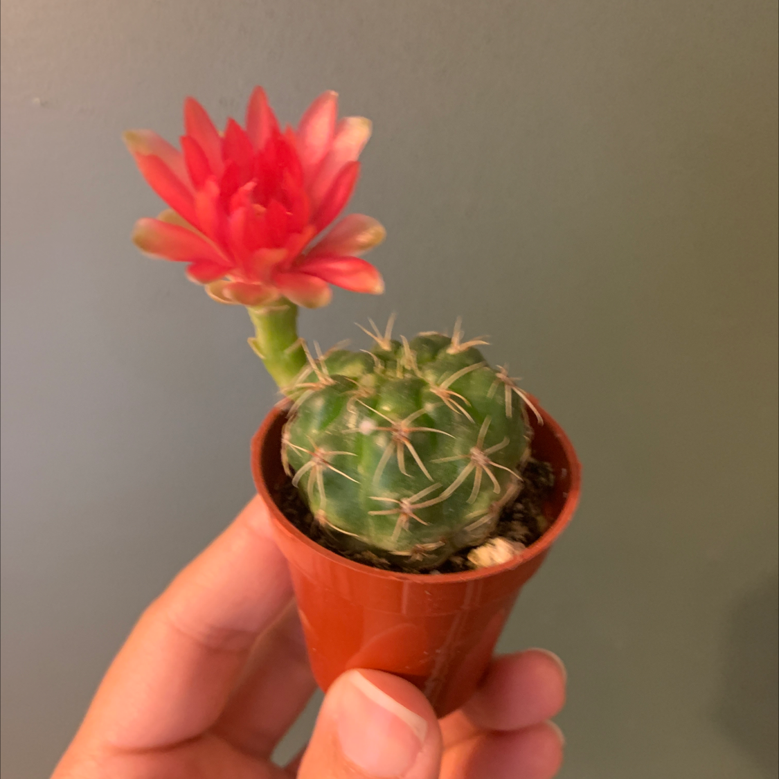 Photo of the plant species The Glory of Texas by @DsPlants named Tiny Tim on Greg, the plant care app