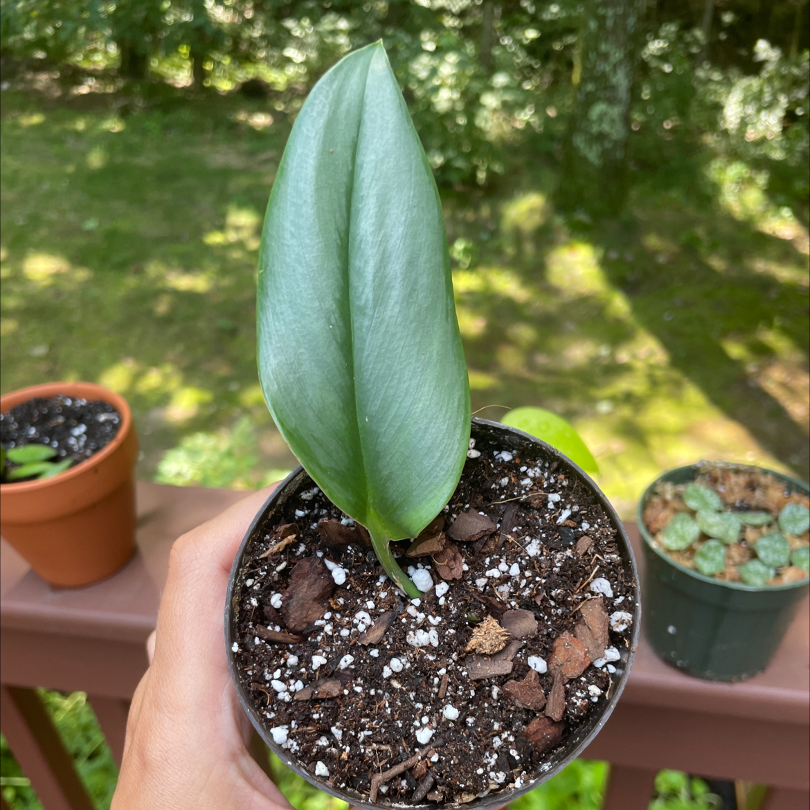 Potted Scindapsus treubii 'Moonlight' plant with two healthy leaves, held by a hand.