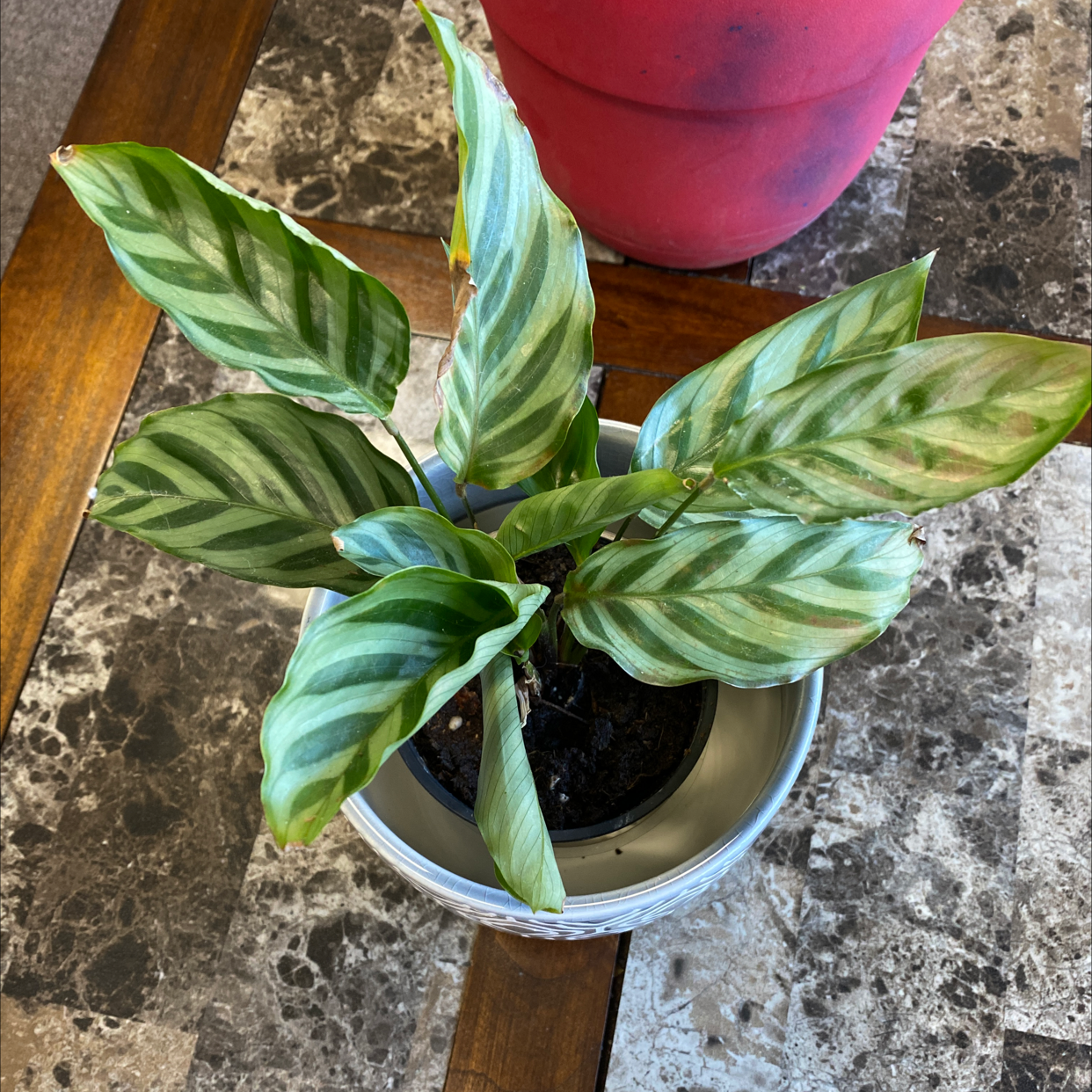 Calathea 'Freddie' plant in a pot on a table with striped leaves.