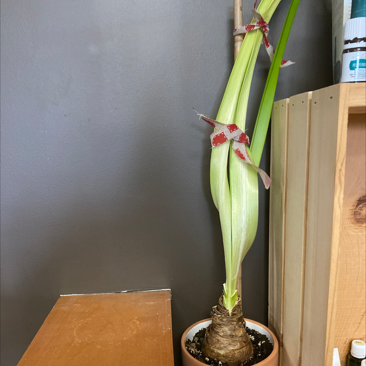 Barbosa Lily plant in a pot with visible soil, healthy green leaves, and no visible signs of disease.