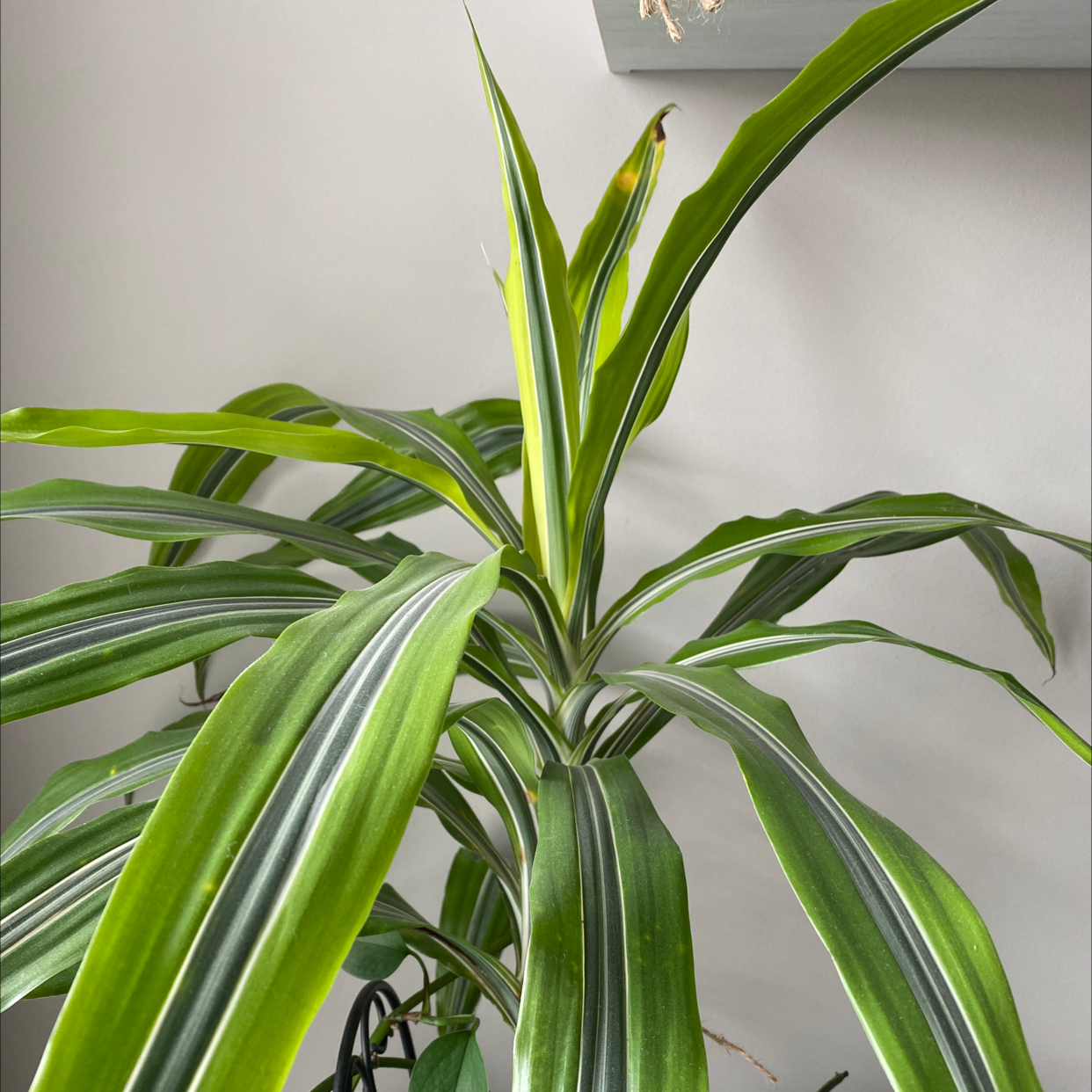 Dracaena 'Warneckii' plant with long, variegated leaves, well-framed and in focus.