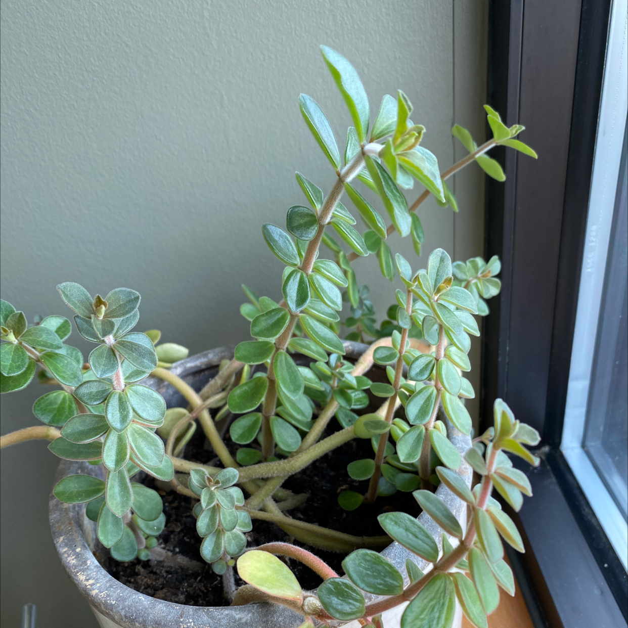 Potted Wingpod Purslane plant near a window, healthy with succulent leaves.