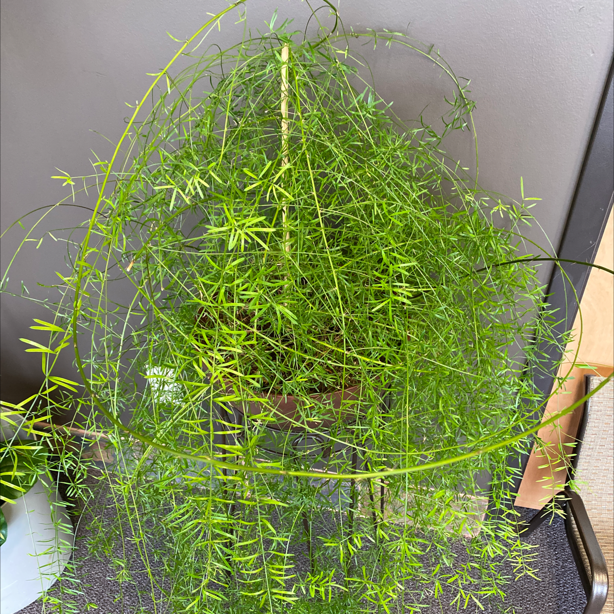 Healthy Sprenger's Asparagus plant with thin, arching stems and needle-like leaves.
