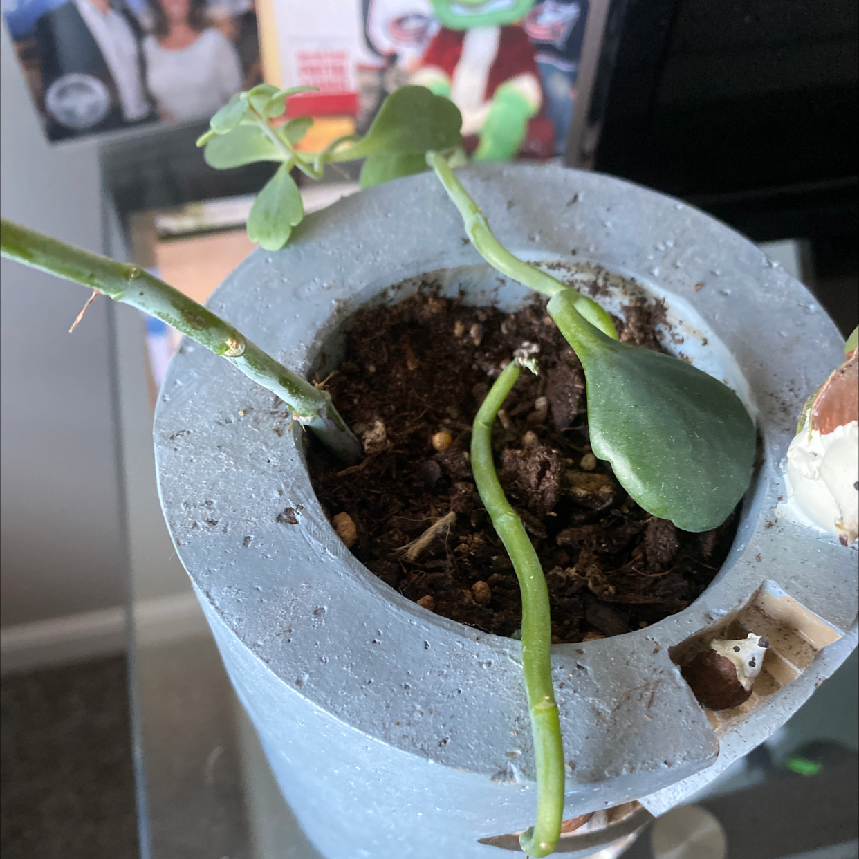 Potted Millot Kalanchoe plant with visible soil and some leaf wilting.