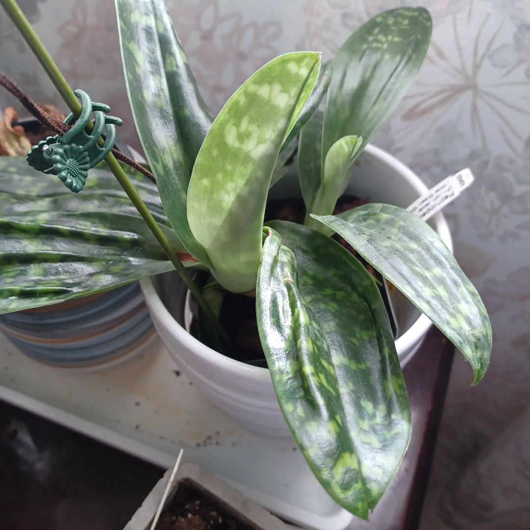 Photo of the plant species Hawaiian Fancy Orchid by @CentralTievine named Paphiopedilum Hawaiian joy on Greg, the plant care app