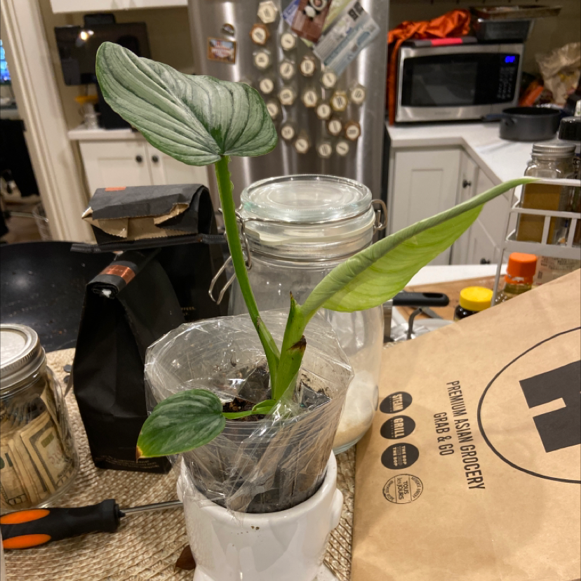 Philodendron mamei plant in a white pot on a kitchen counter, covered with plastic wrap.