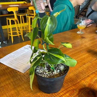 Philodendron Brasil plant in Seattle, Washington