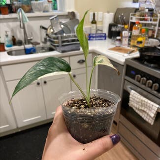 Epipremnum pinnatum 'Albo' plant in Seattle, Washington