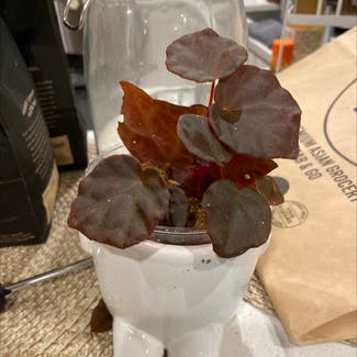 begonia coriacea x rajah plant in Seattle, Washington
