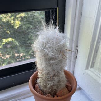 Old Man Cactus plant in New York, New York