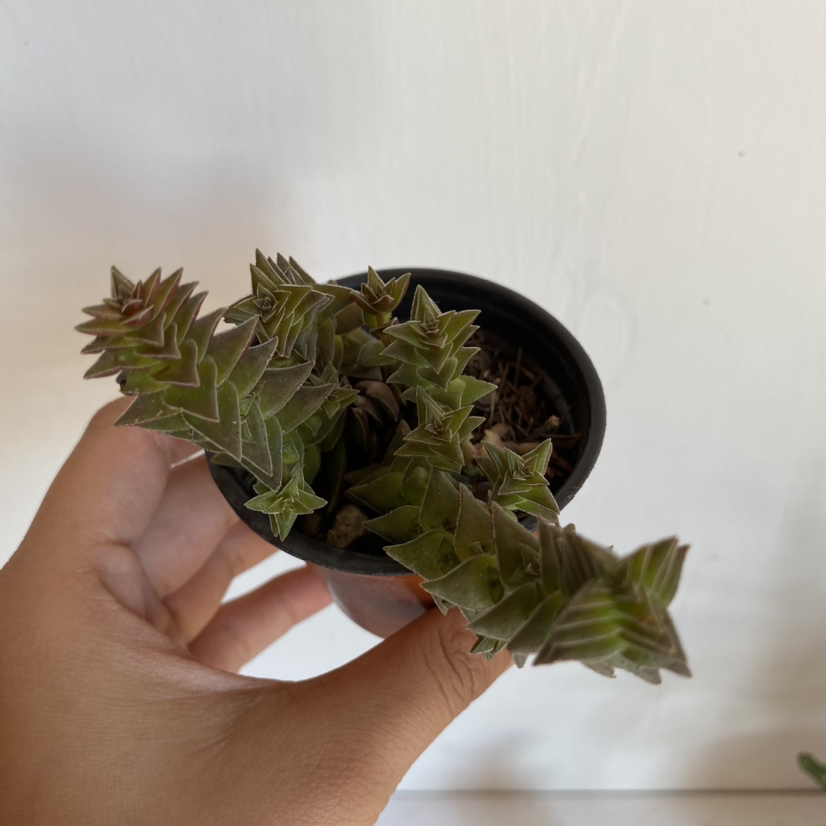 A healthy Red Pagoda plant in a small pot, held by a hand.