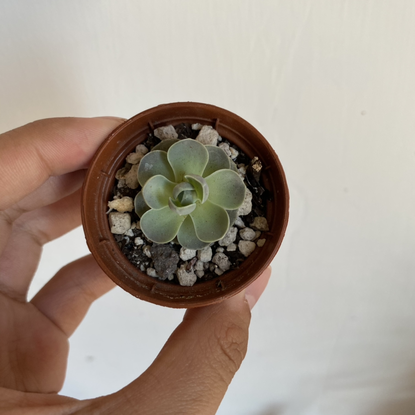Small Dunce Cap succulent in a brown pot held by a hand, with visible soil.