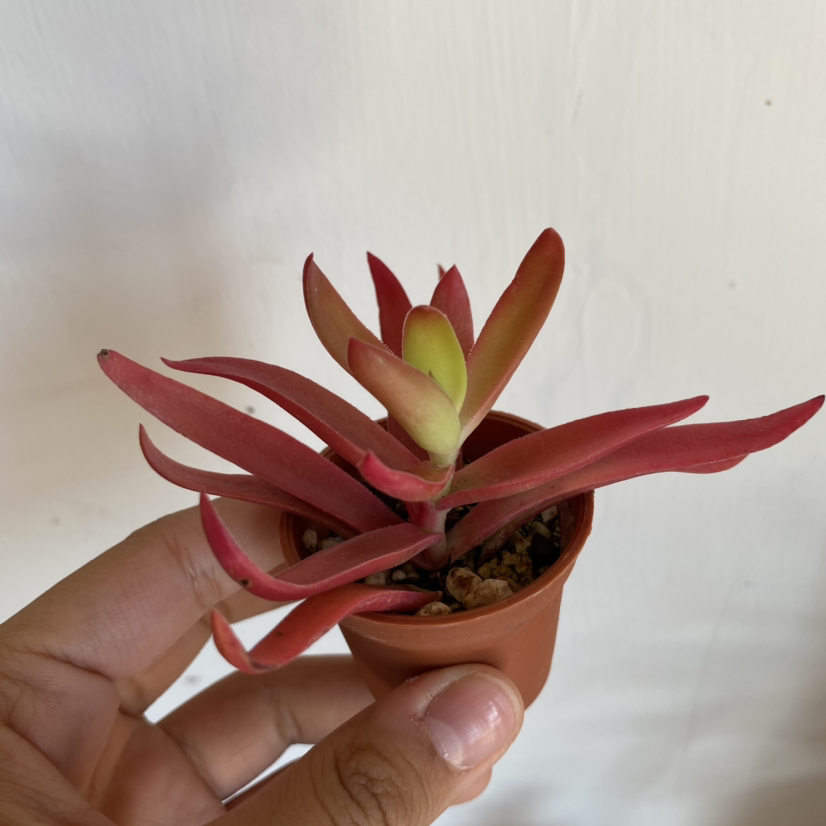Red Pagoda plant in a small pot held by a hand, showing vibrant red leaves.