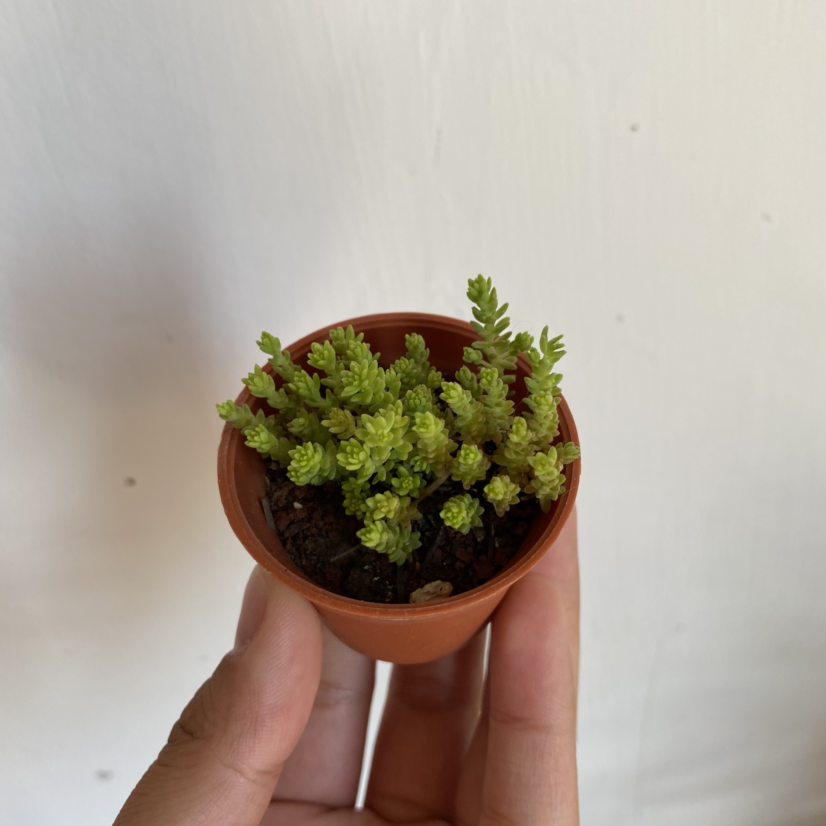 A healthy Goldmoss Stonecrop plant in a small pot, held by a hand.