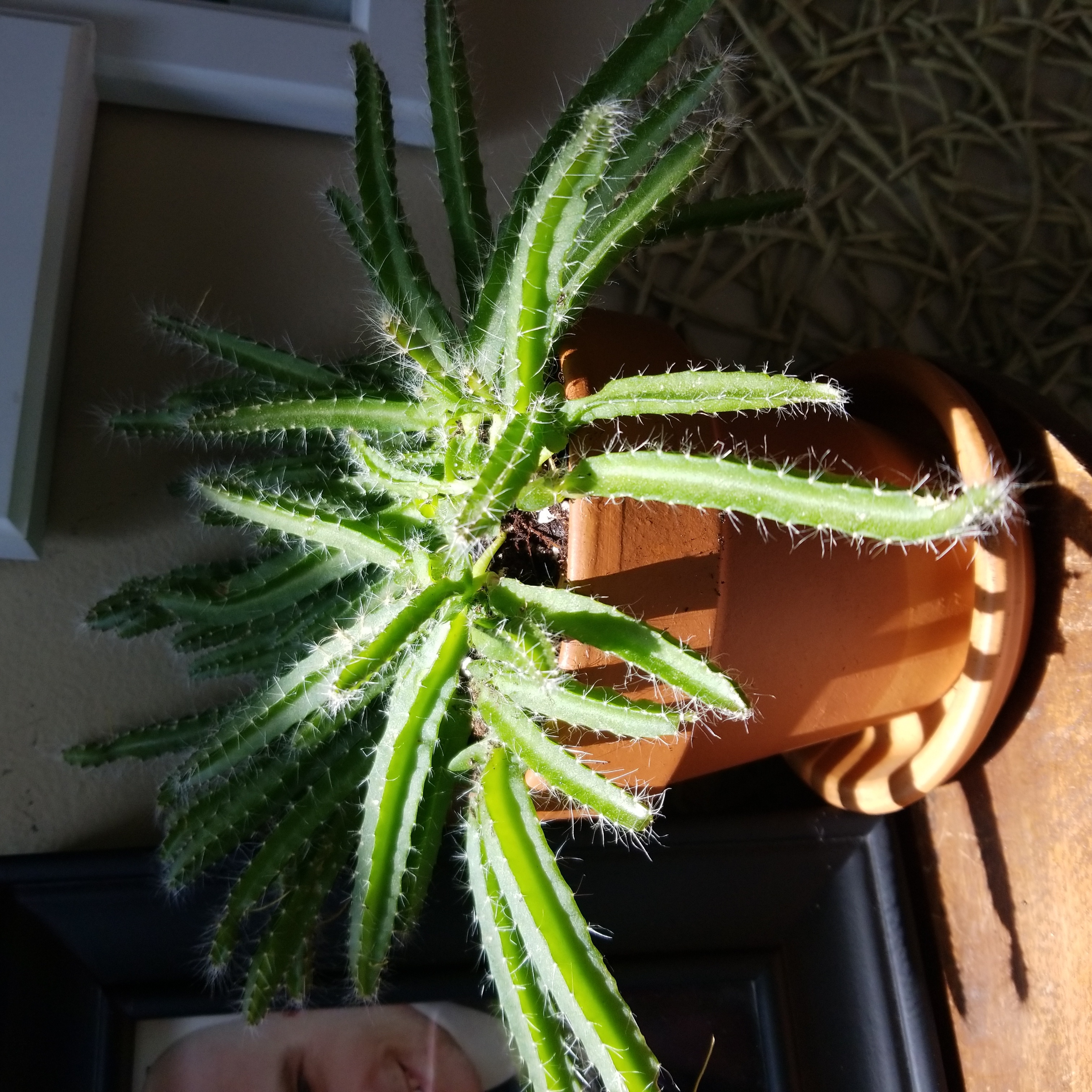 Photo of the plant species Queen of the Night by @ZappyRedhill named Dragonfruit cactus on Greg, the plant care app