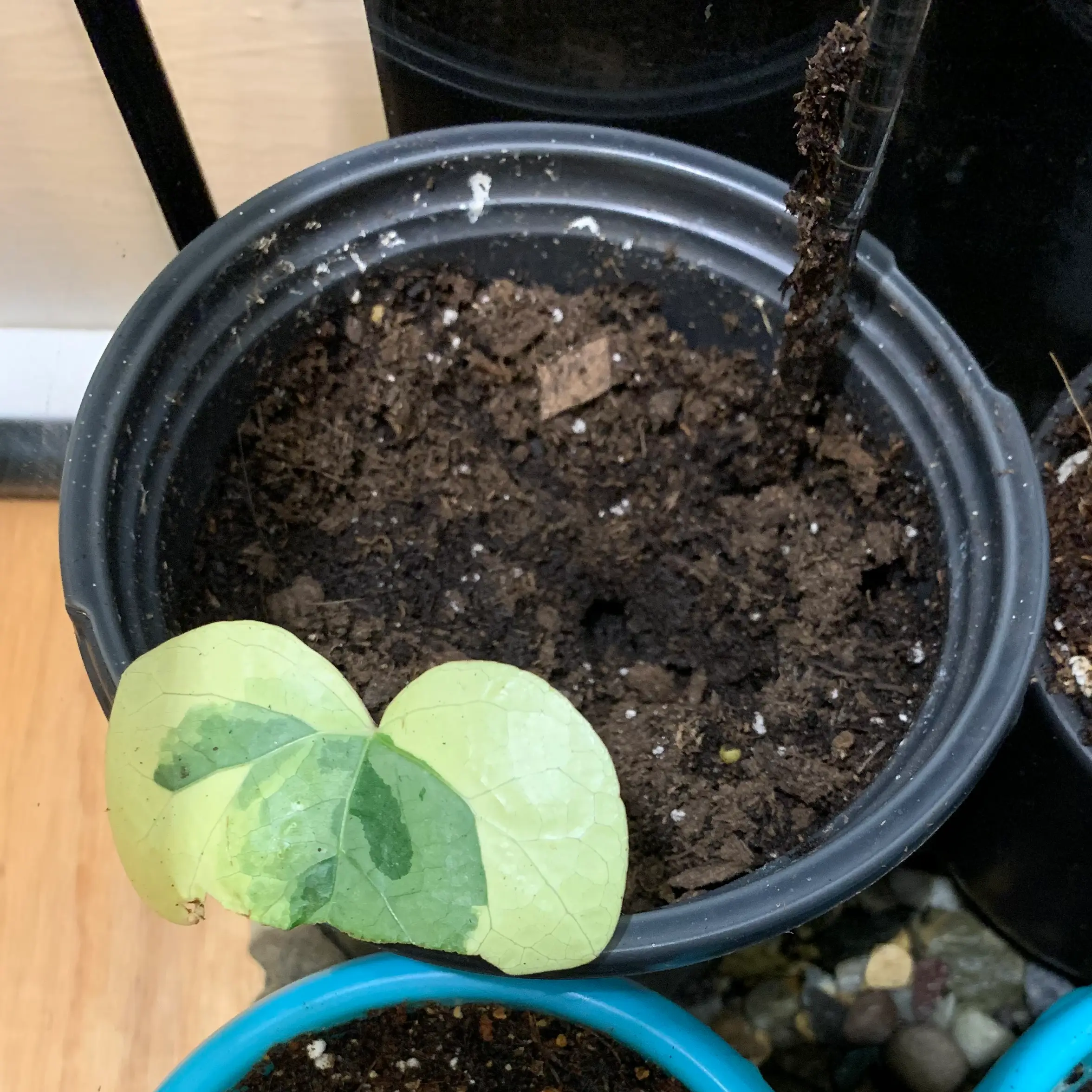 Potted Algerian Ivy with yellowing leaves and visible soil.