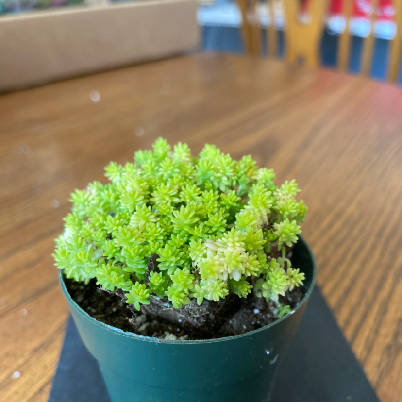 Goldmoss Stonecrop plant in a small green pot on a wooden table.