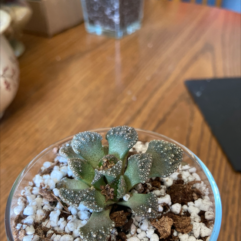 Pillow Feet Crinkle Leaf Plant in a glass container with visible soil and perlite.