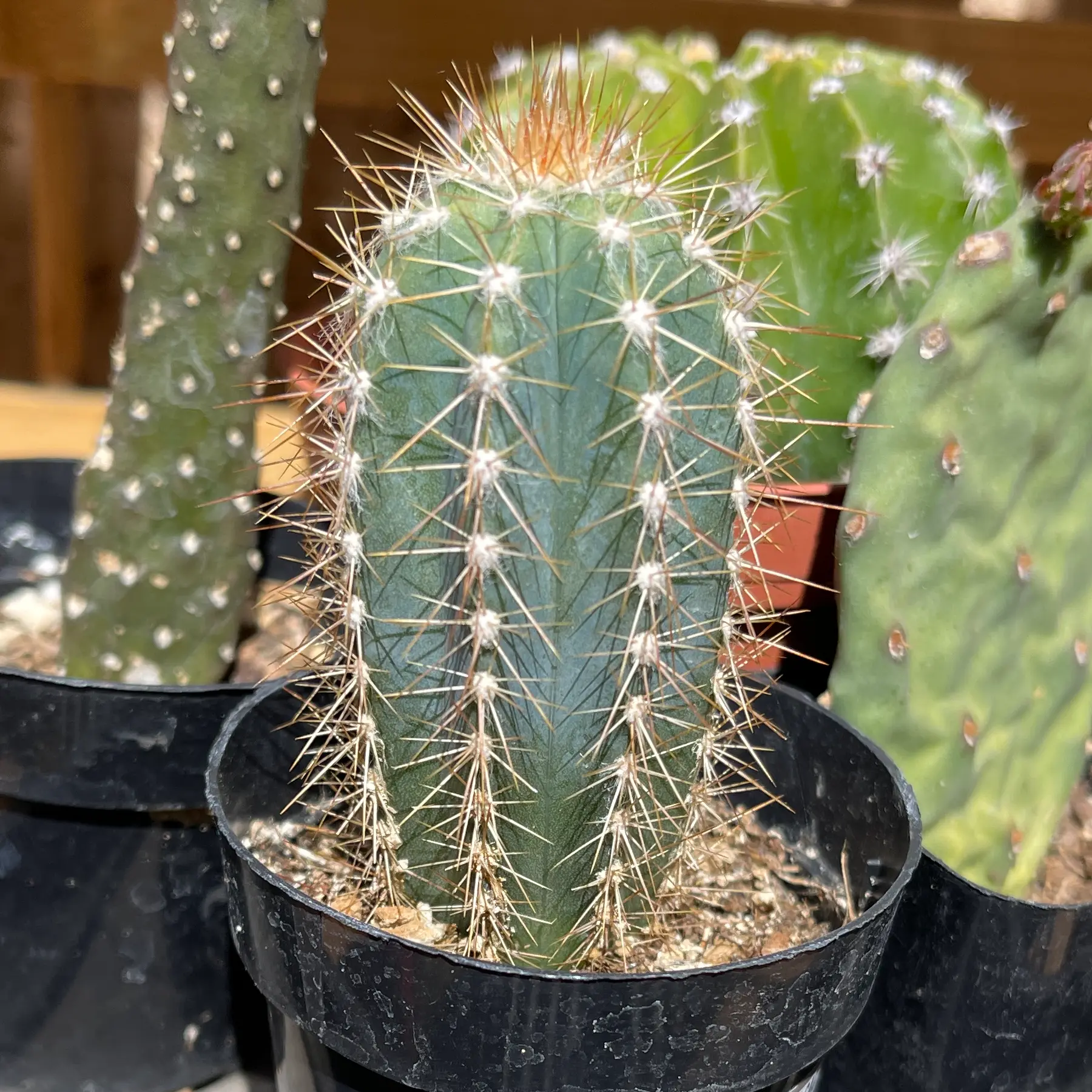 Photo of the plant species Pilosocereus arrabidae by @SmartSunspurge named Your plant on Greg, the plant care app