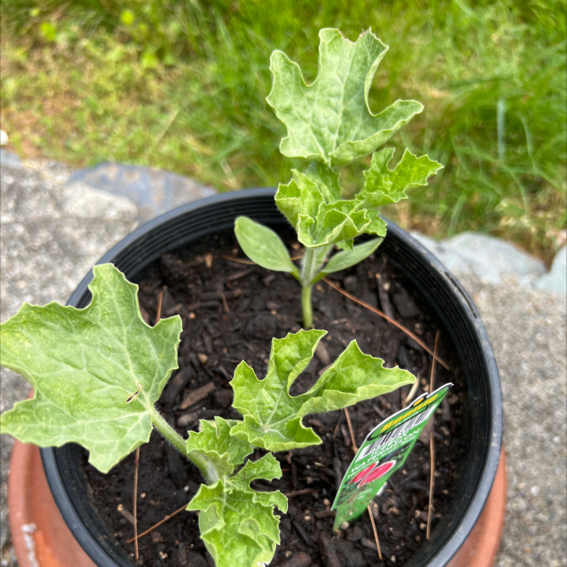 Young watermelon plant in a pot with healthy green leaves.