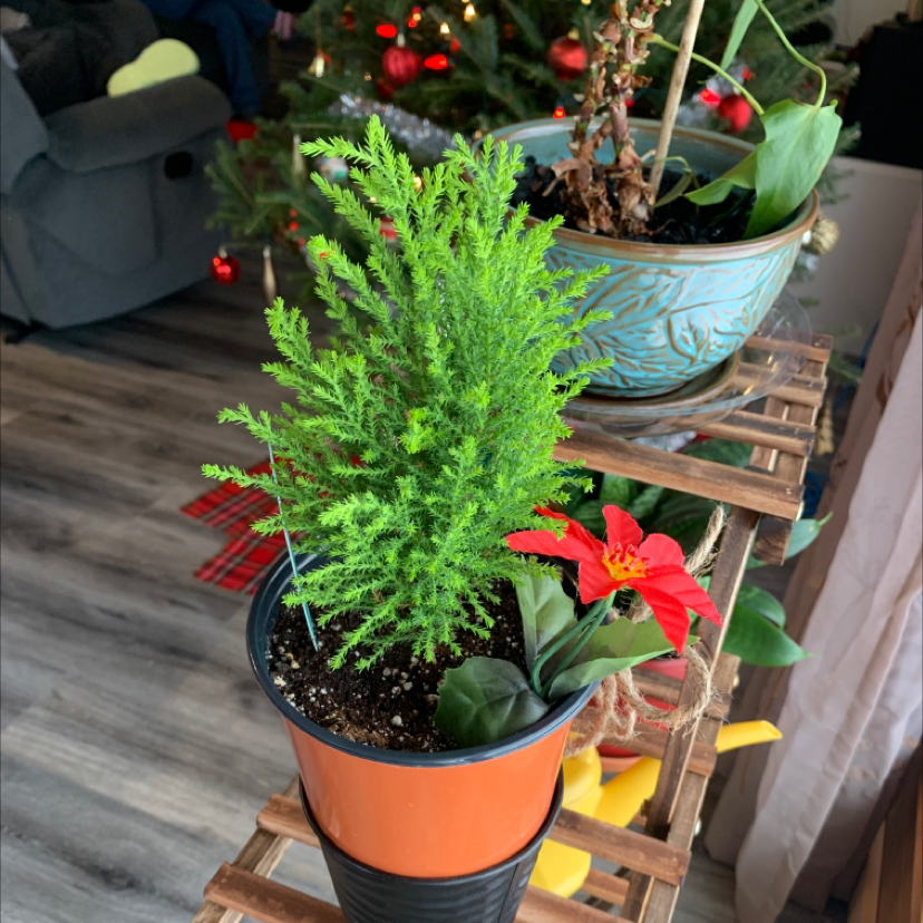 Indoor potted Mediterranean Cypress plant with vibrant green foliage next to a plant with a red flower.
