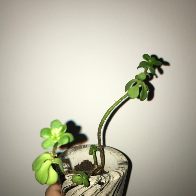 Woodland Stonecrop plant in a pot with green leaves, well-framed and in focus.