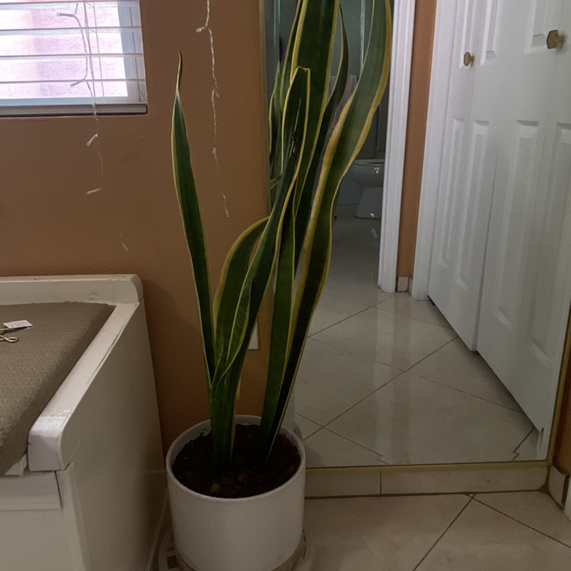 Snake Plant plant photo by @Kiwimarisol named Winston on Greg, the plant care app.