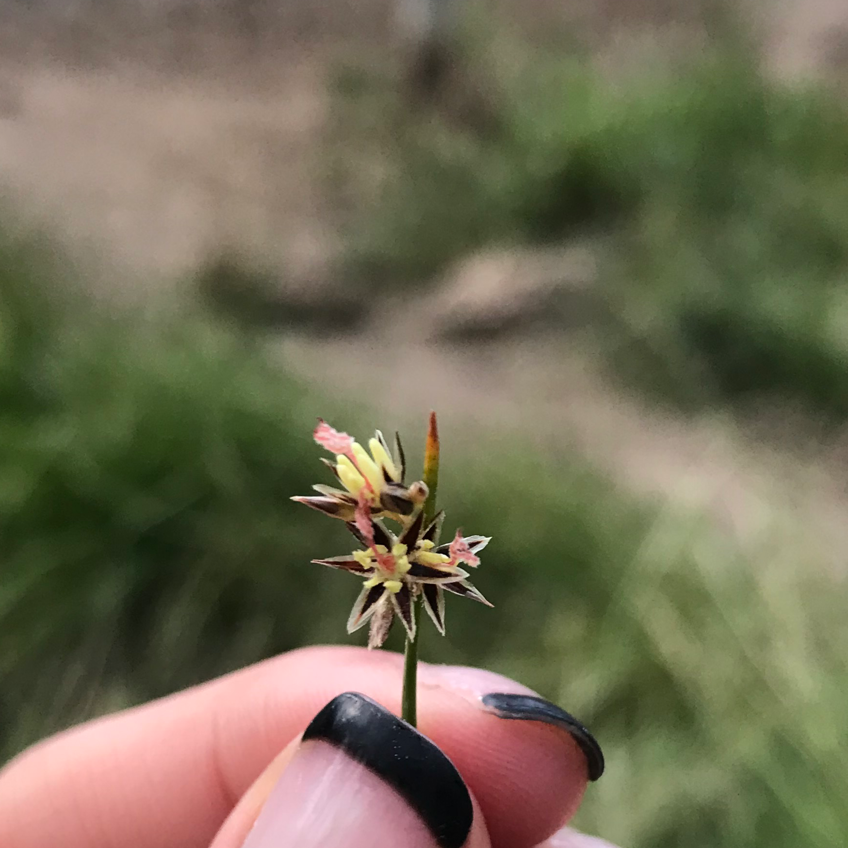 Plant care for Common Rush on Greg, the plant care app
