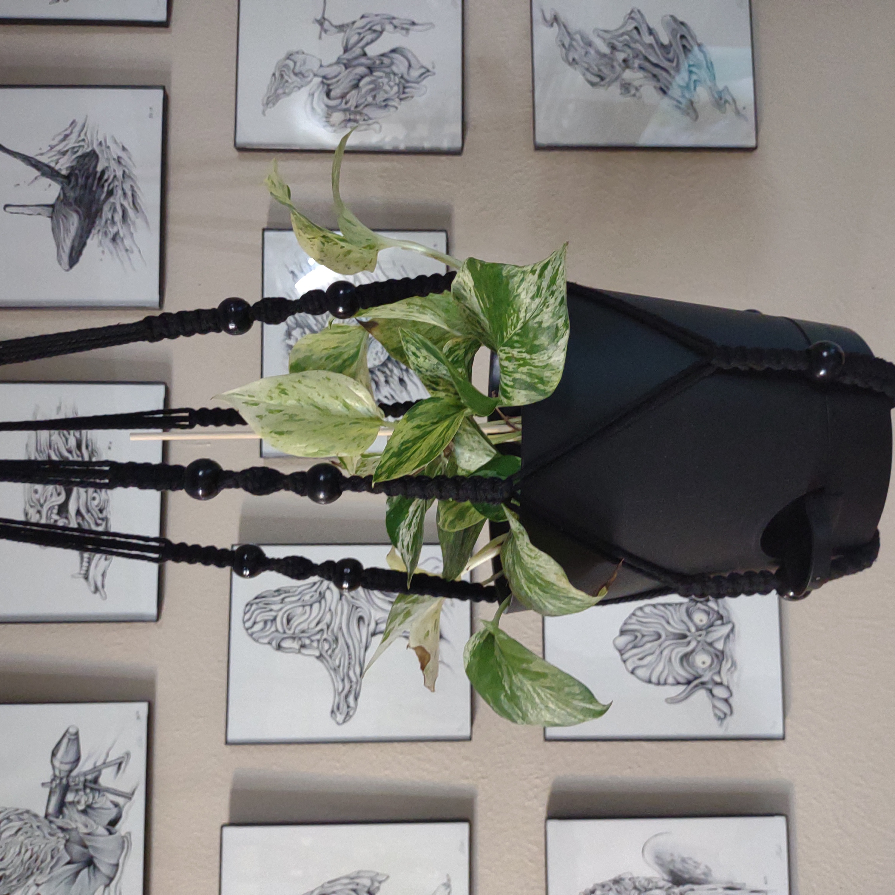 Photo of the plant species Snow queen by @GingerlyStoned named Snow Queen on Greg, the plant care app