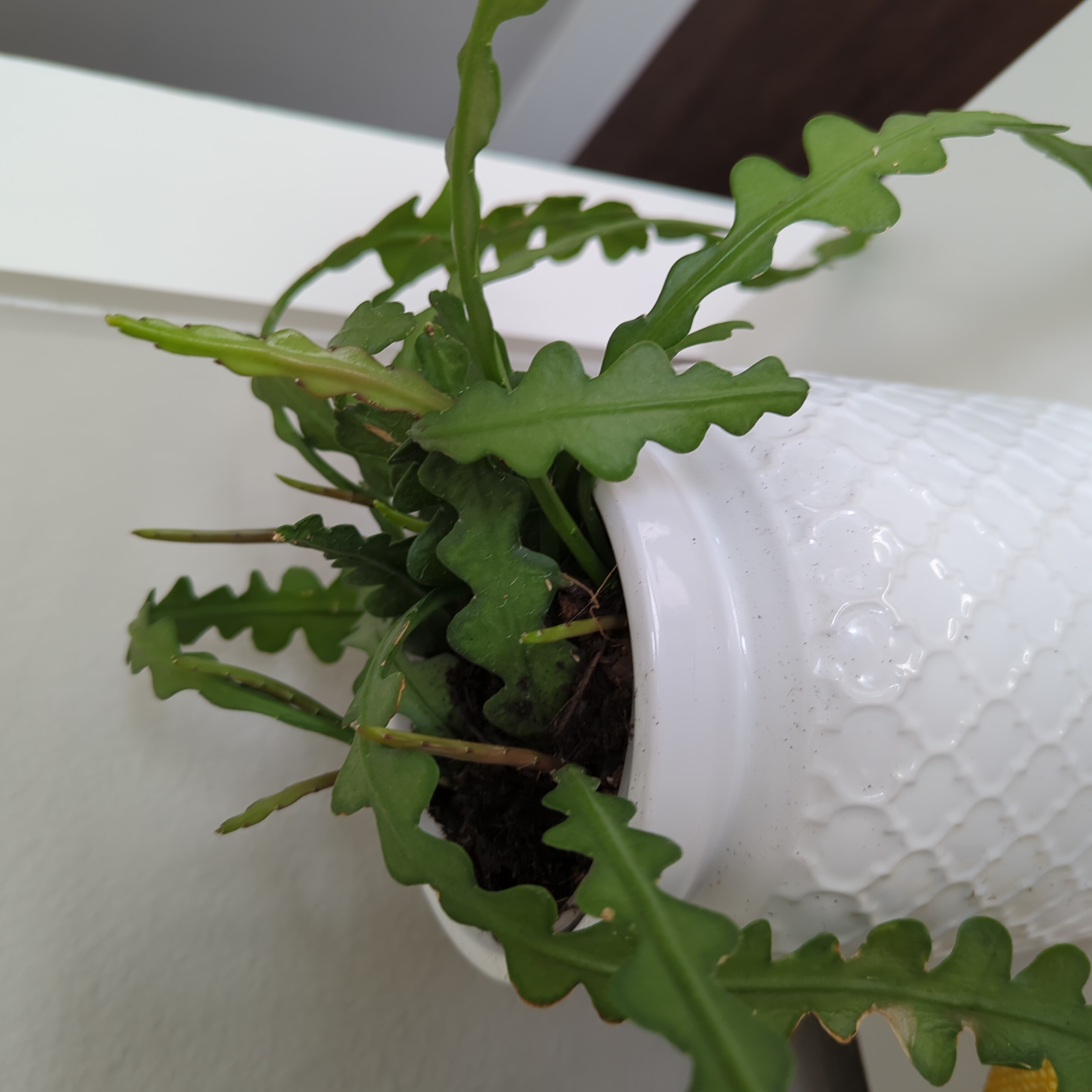 Plant care for Stuckenia amblyophylla on Greg, the plant care app