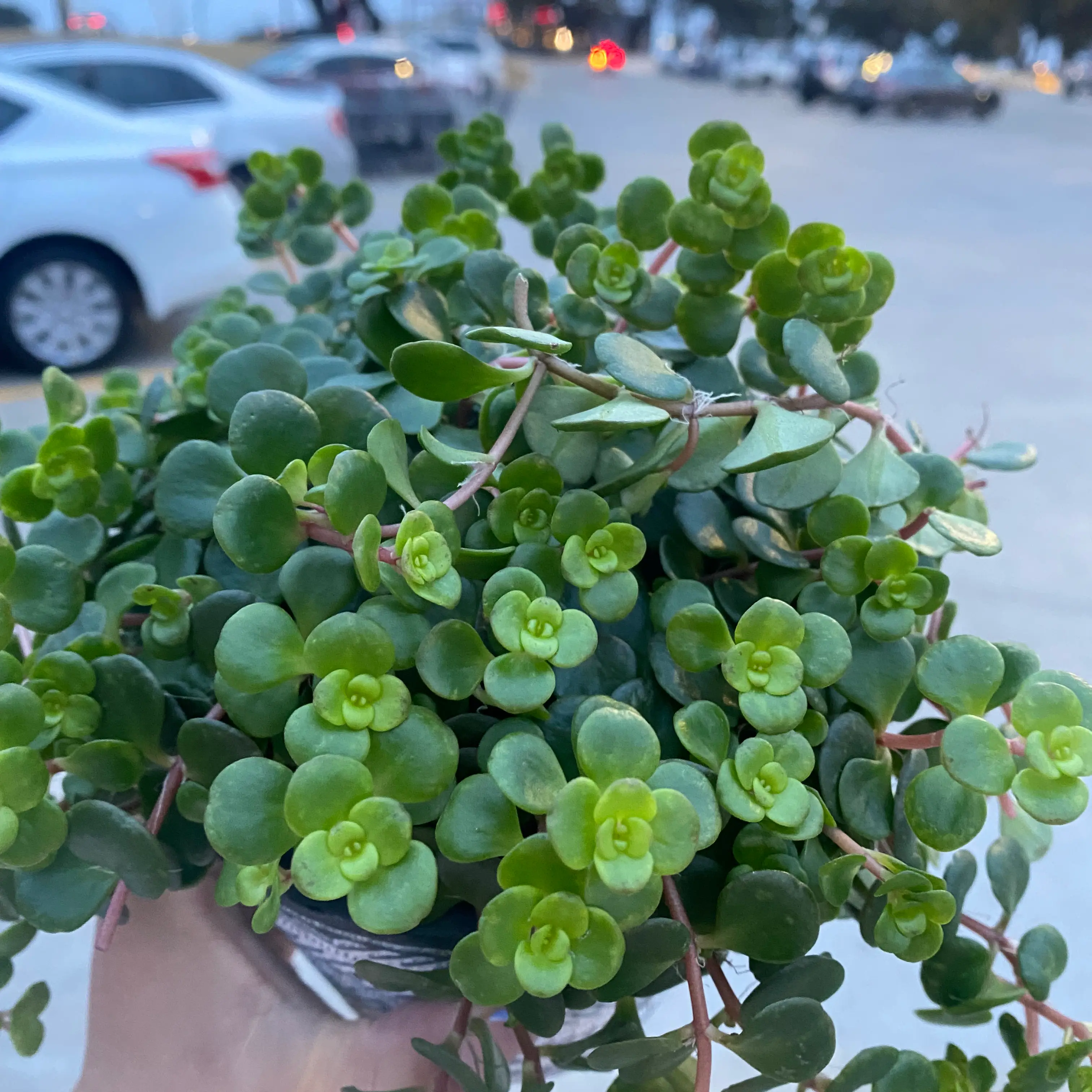 Healthy Two-Row Stonecrop plant with vibrant green leaves.