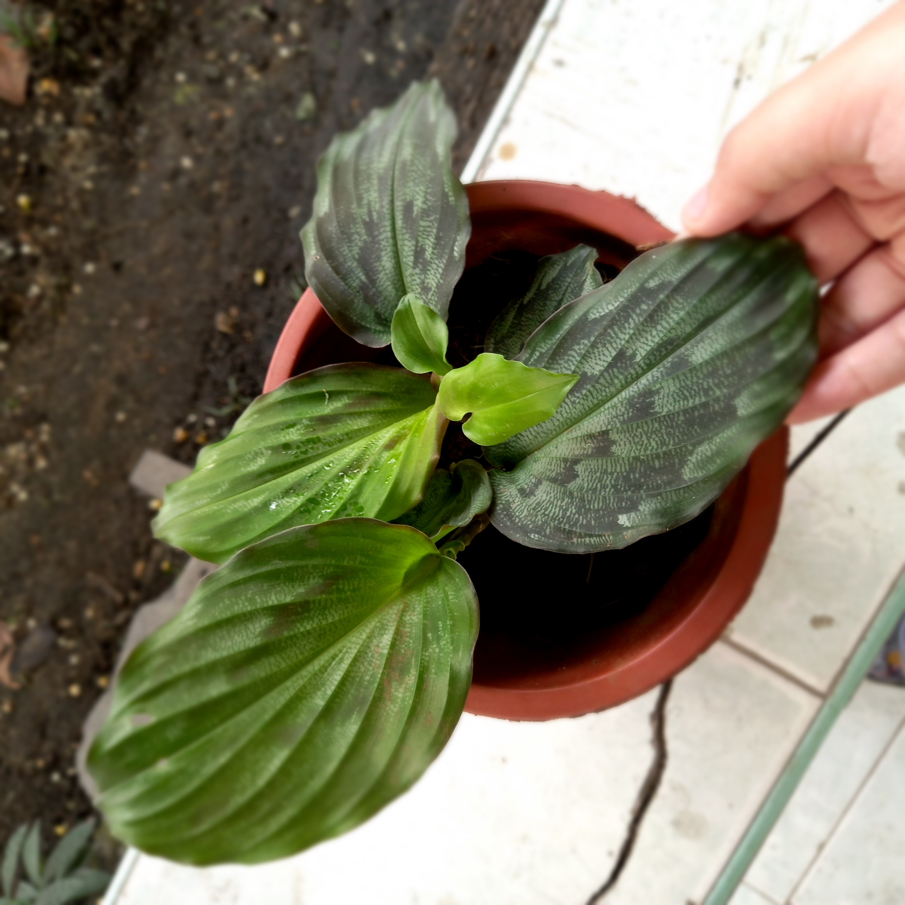Photo of the plant species Silver spot by @TidyNeem named Oliver on Greg, the plant care app