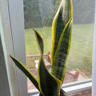 Snake Plant plant in Imperial, Missouri