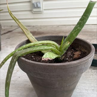 Aloe Vera plant in Imperial, Missouri