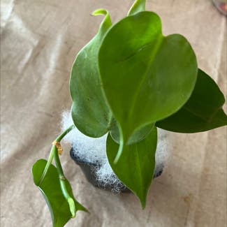 Heartleaf Philodendron plant in Imperial, Missouri