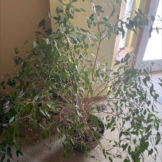 Weeping Fig plant in Imperial, Missouri