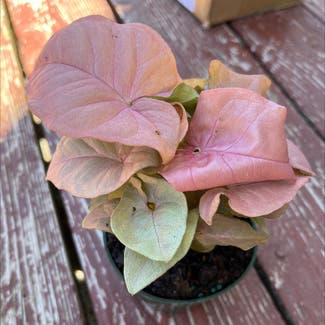Pink Allusion plant in Imperial, Missouri