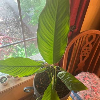 Peace Lily plant in Imperial, Missouri