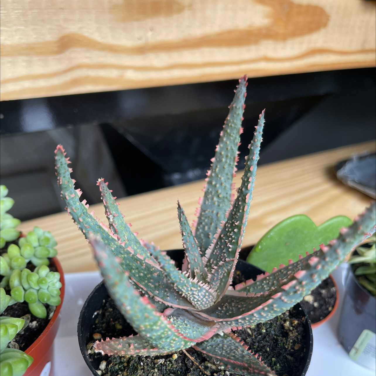 Broad-Leaved Aloe plant in a small pot, healthy with no visible issues.