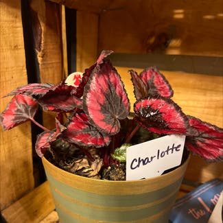 Rex Begonia plant in Edmond, Oklahoma