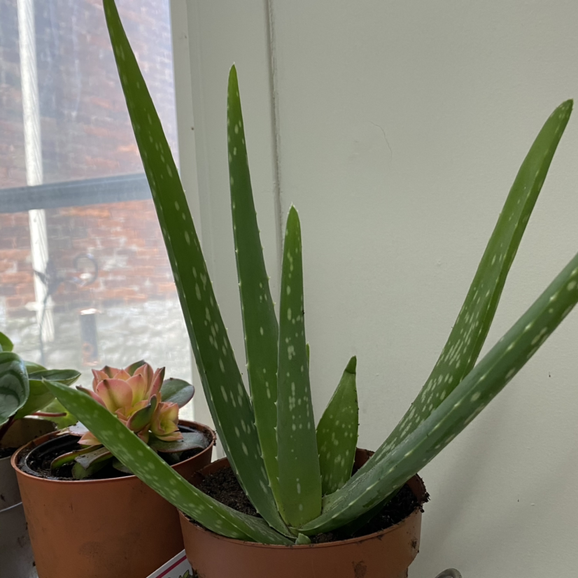 Aloe vera plant photo by @plantmumemxo named allan on Greg, the plant care app.