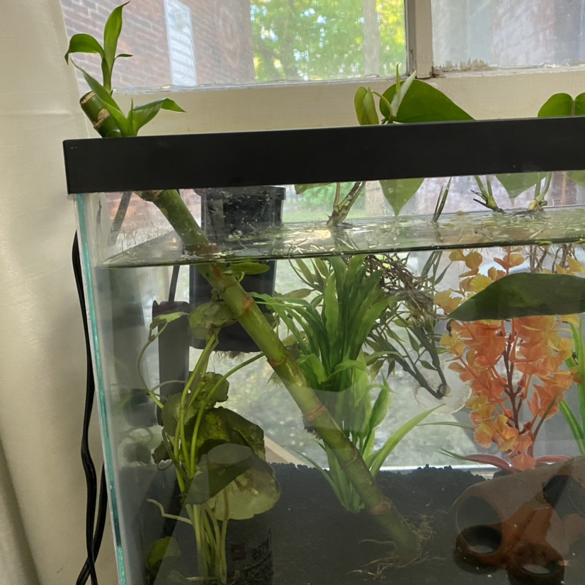 Common Bamboo plant submerged in an aquarium with other aquatic plants and decorations.