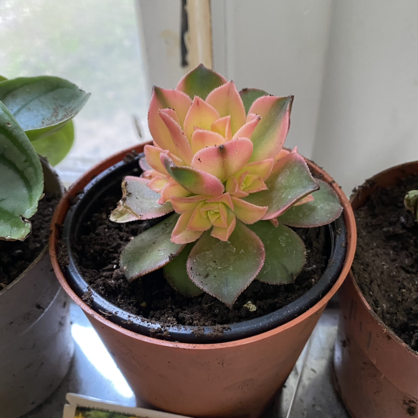 Assorted Aeonium plant photo by @plantmumemxo named rain on Greg, the plant care app.