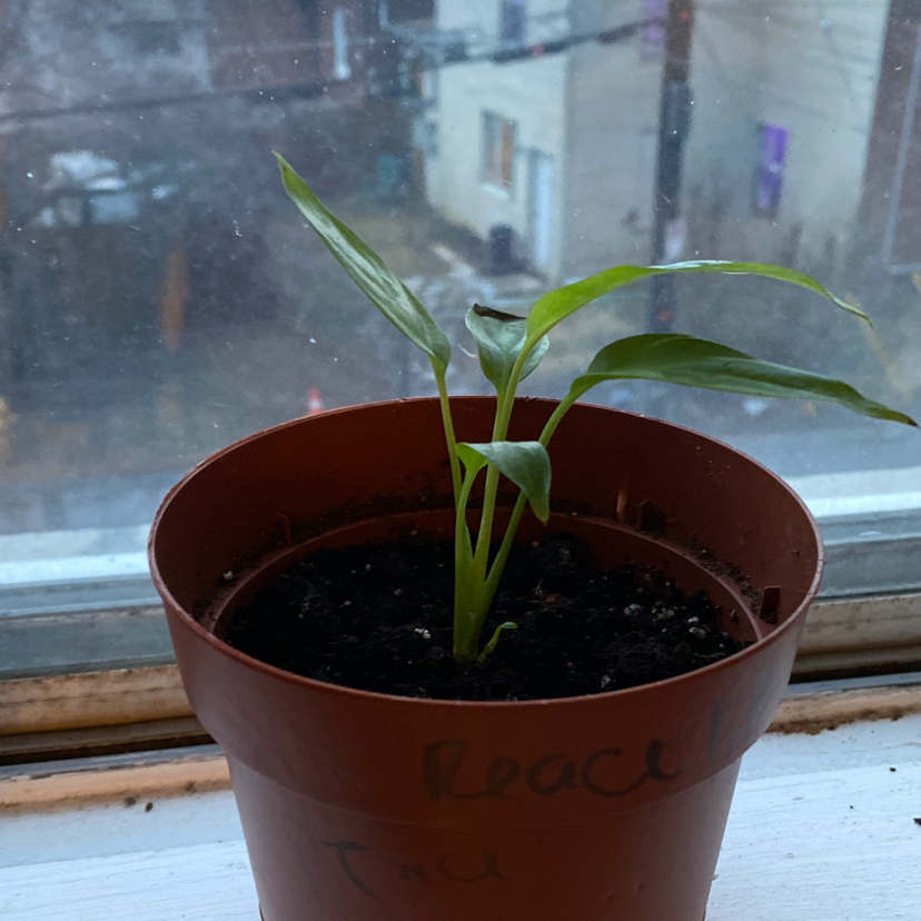 Peace Lily plant photo by @plantmumemxo named peri the peace lily on Greg, the plant care app.